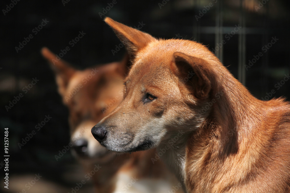 Dingo (Canis lupus dingo).