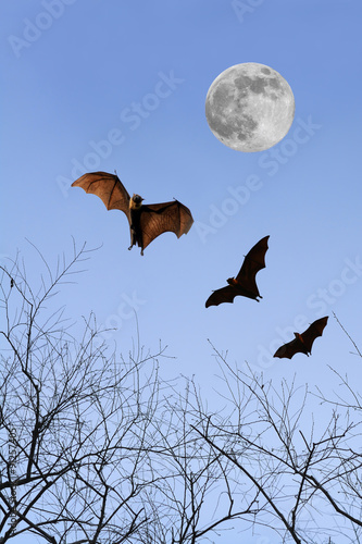 Bat silhouettes with full moon - Halloween festival
