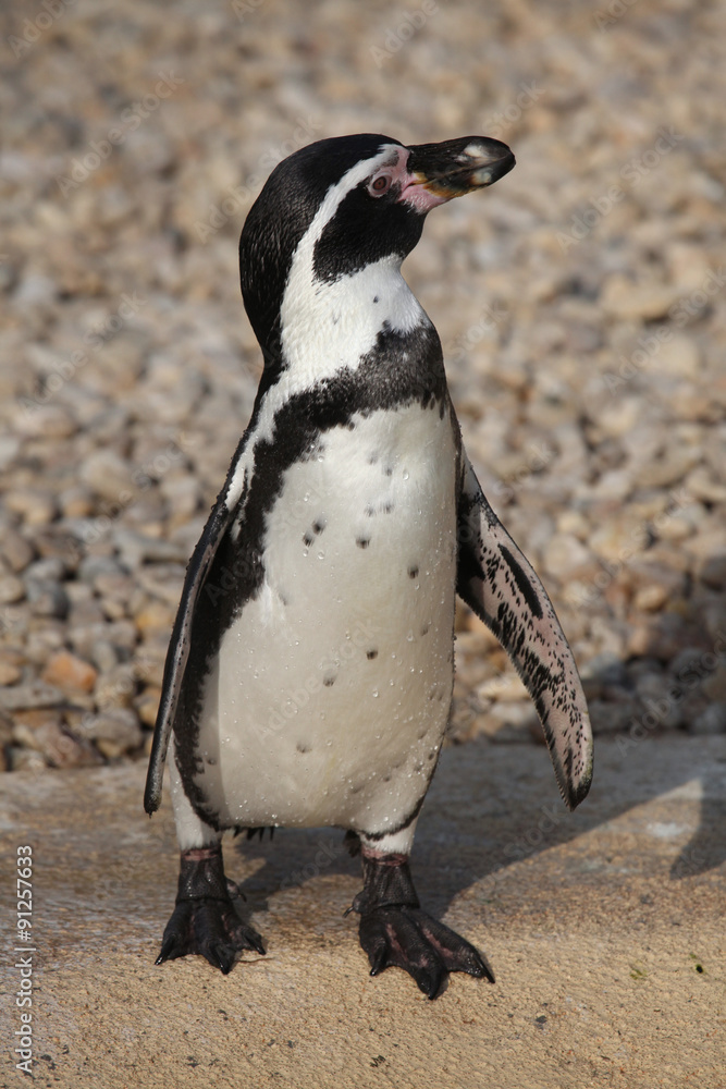 Fototapeta premium Humboldt penguin (Spheniscus humboldti).