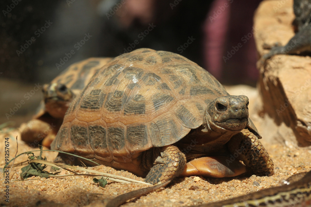 Common spider tortoise (Pyxis arachnoides arachnoides). Common spider tortoise (Pyxis arachnoides arachnoides).