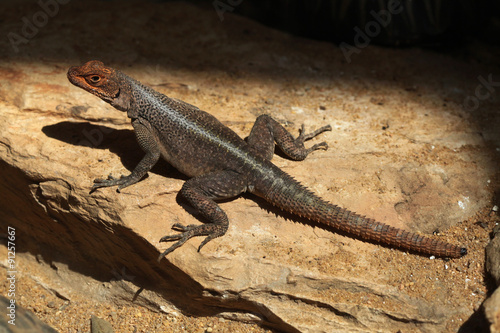 Grandidier's Madagascar swift (Oplurus grandidieri).