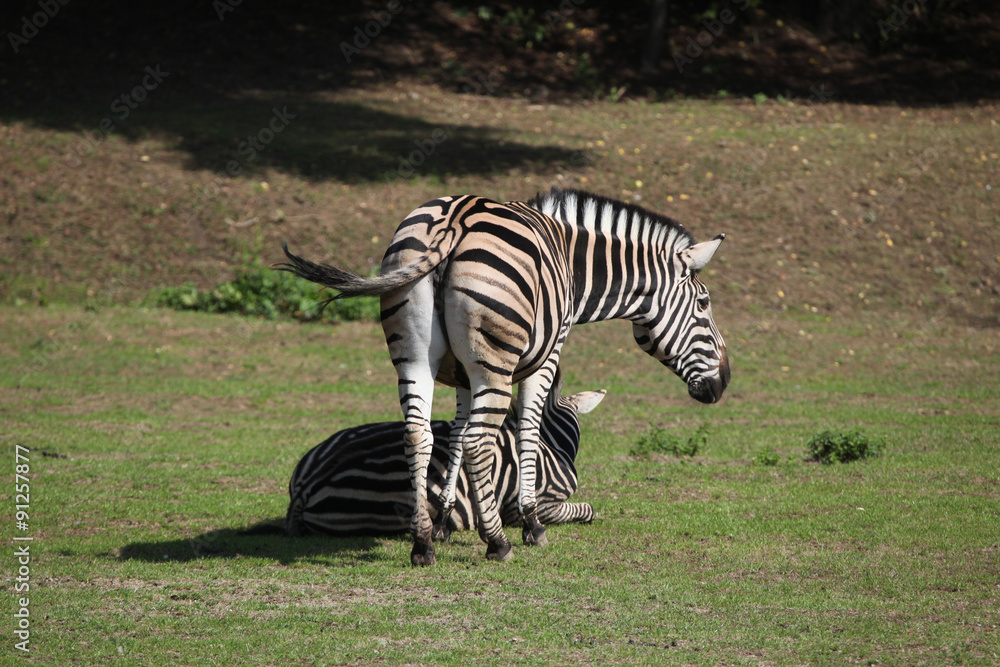 Chapman's zebra (Equus quagga chapmani). Chapman's zebra (Equus quagga chapmani).