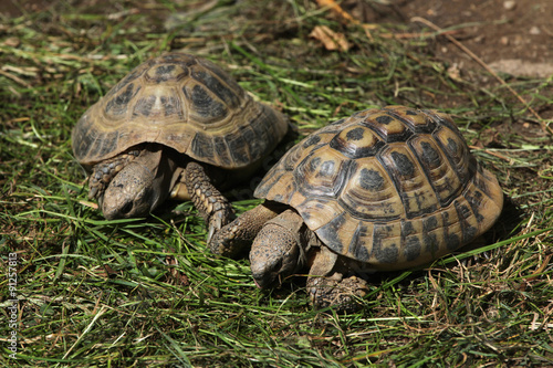 Eastern Hermann's tortoise (Testudo hermanni boettgeri).