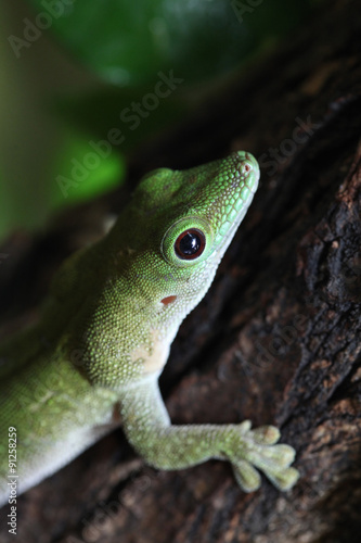 Koch's giant day gecko (Phelsuma madagascariensis kochi).