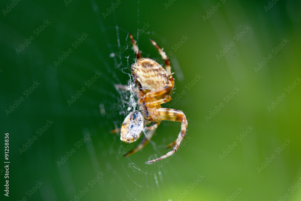 Spooky Spider Blood sucking its victim Spooky Spider Blood sucking its victim
