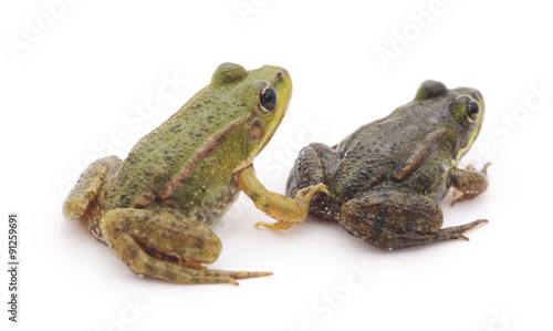 Valokuva Little frogs.