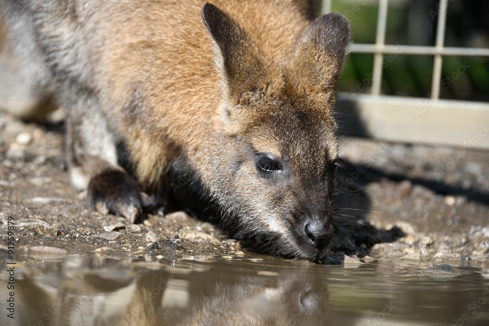 Fototapeta premium Red necked wallaby drinking from puddle