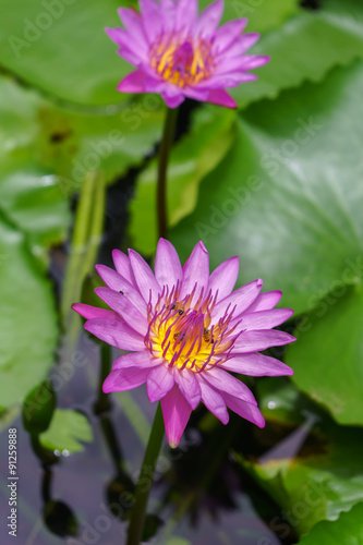 Colorful Water Lily or Lotus flower