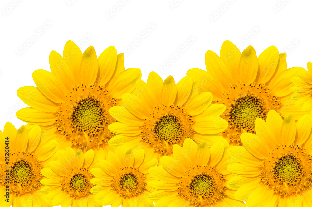 Obraz premium Sun flowers