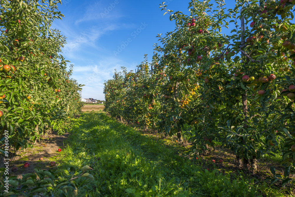 Orchard with apple trees in a field in summer