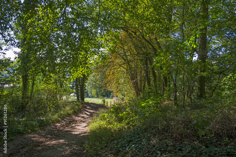 Fototapeta premium Path through a forest in sunlight in summer