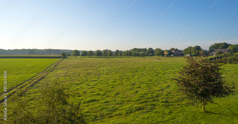 Trees in a sunny meadow in summer