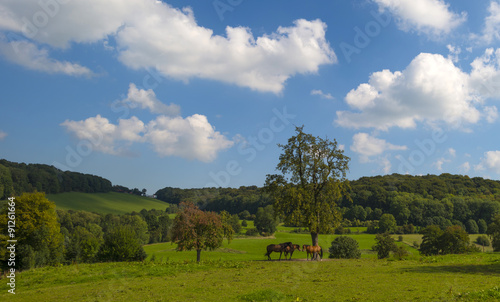 Horses in a meadow in summer 