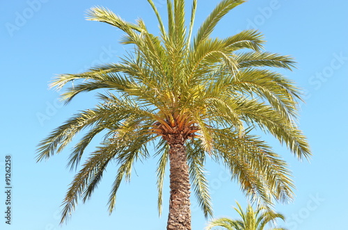 palmier © chmi