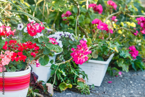 Fototapeta Naklejka Na Ścianę i Meble -  geranium flowers