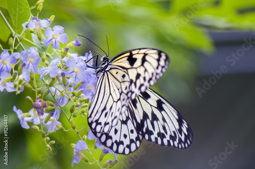 Nymph tree butterfly detail photo