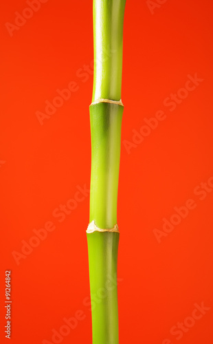 Fototapeta Naklejka Na Ścianę i Meble -  Bamboo Stem