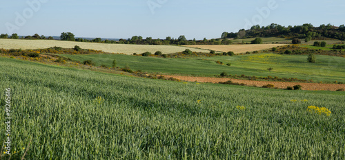 Campos con Cultivo de Trigo y Cereales