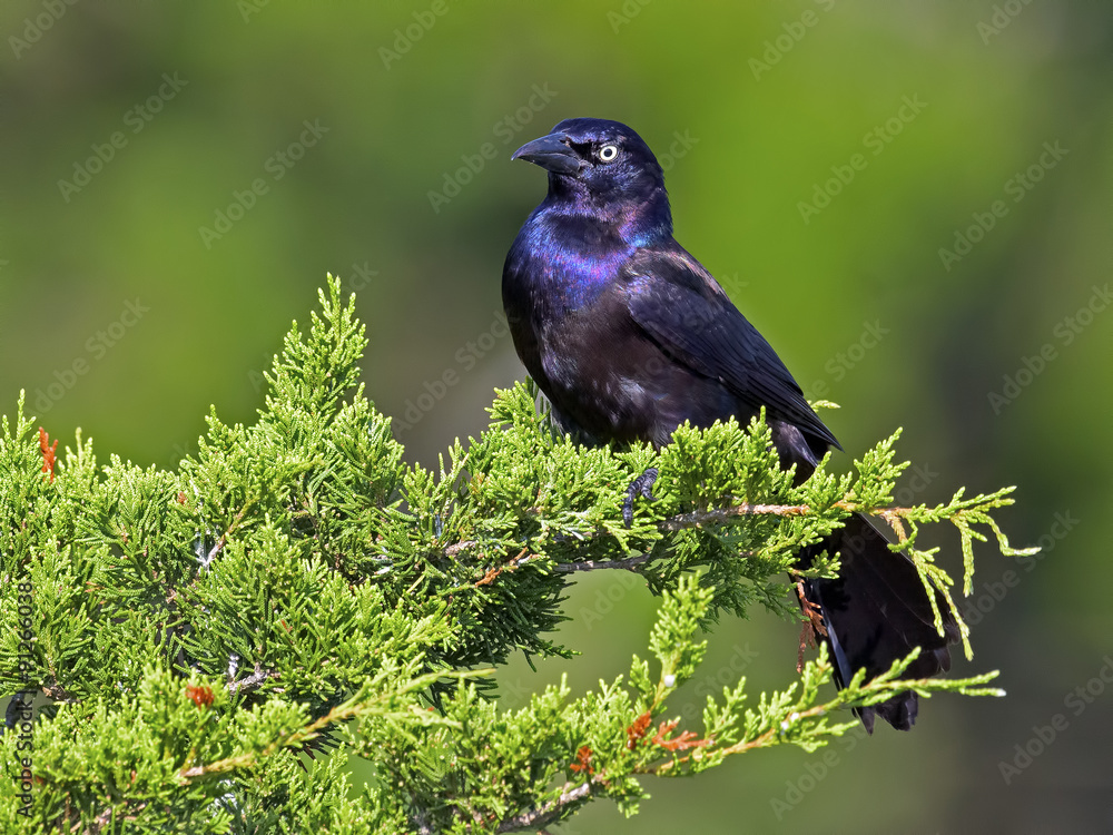 Obraz premium Boat-tailed Grackle sitting in tree