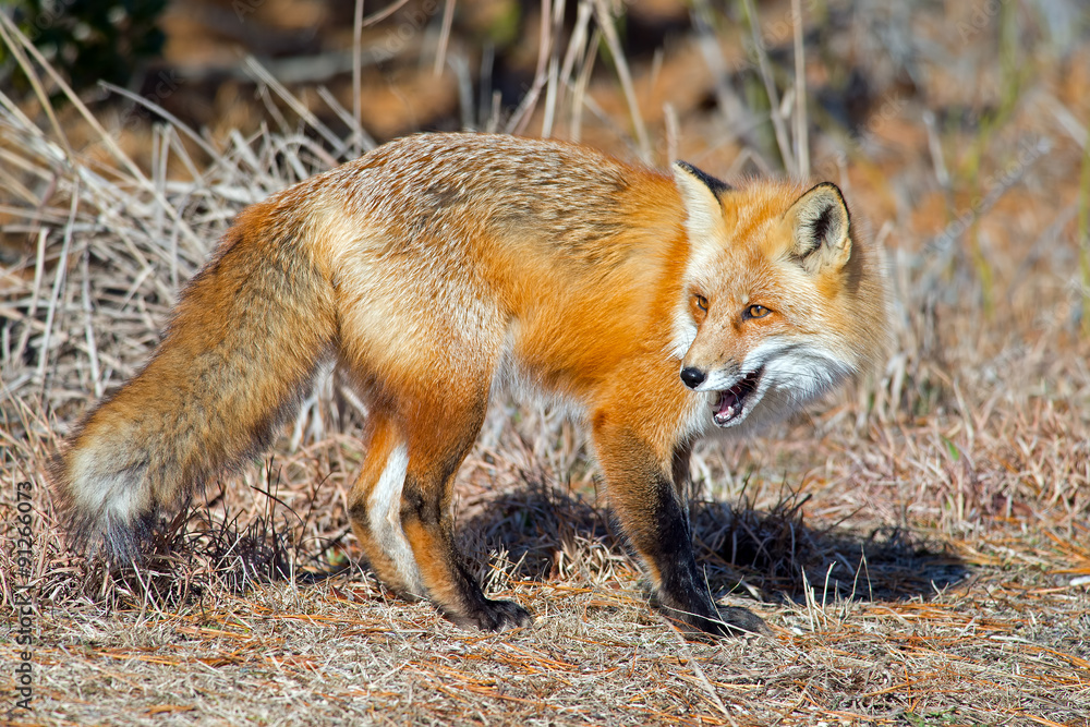 Red Fox walking in the woods