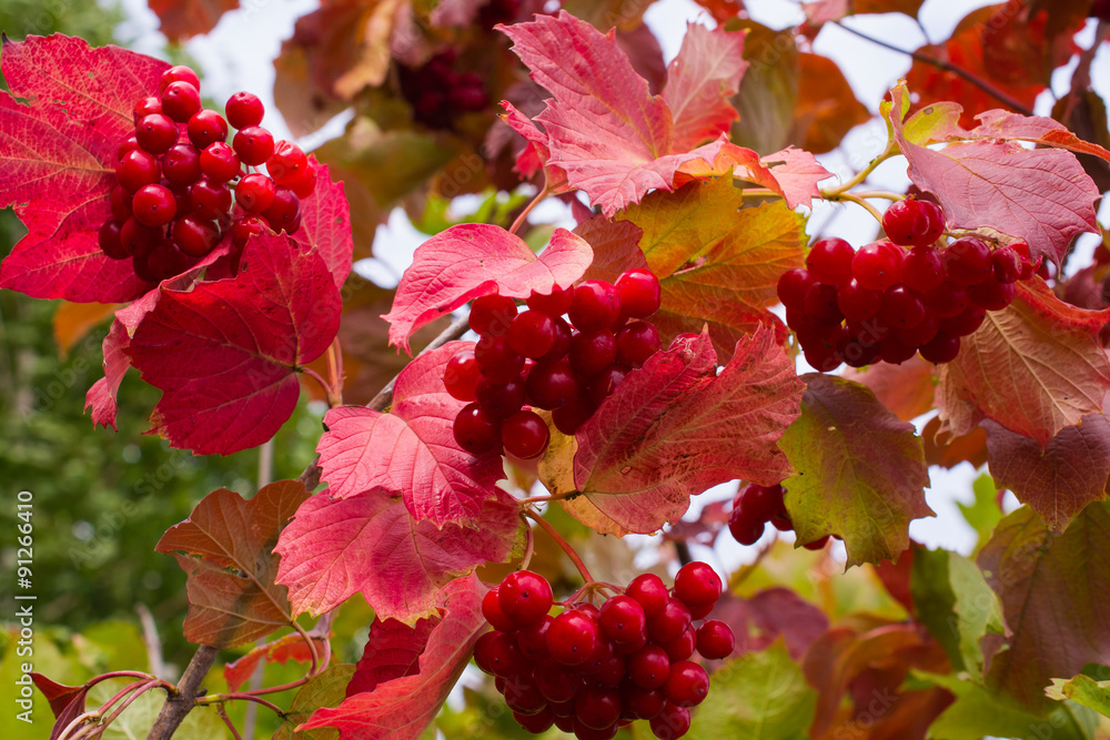 Fototapeta premium Rowanberry in autumn
