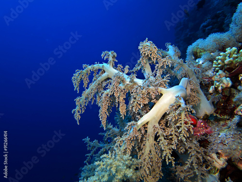 Brokkoli-Koralle oder Kenia-Bäumchen (Lithophytum arboreum) photo