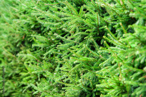 Background of Christmas tree branches