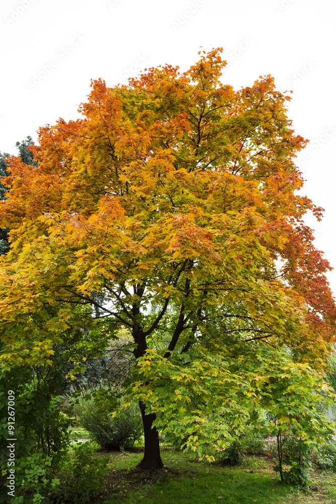 Naklejka premium Trees on the white background