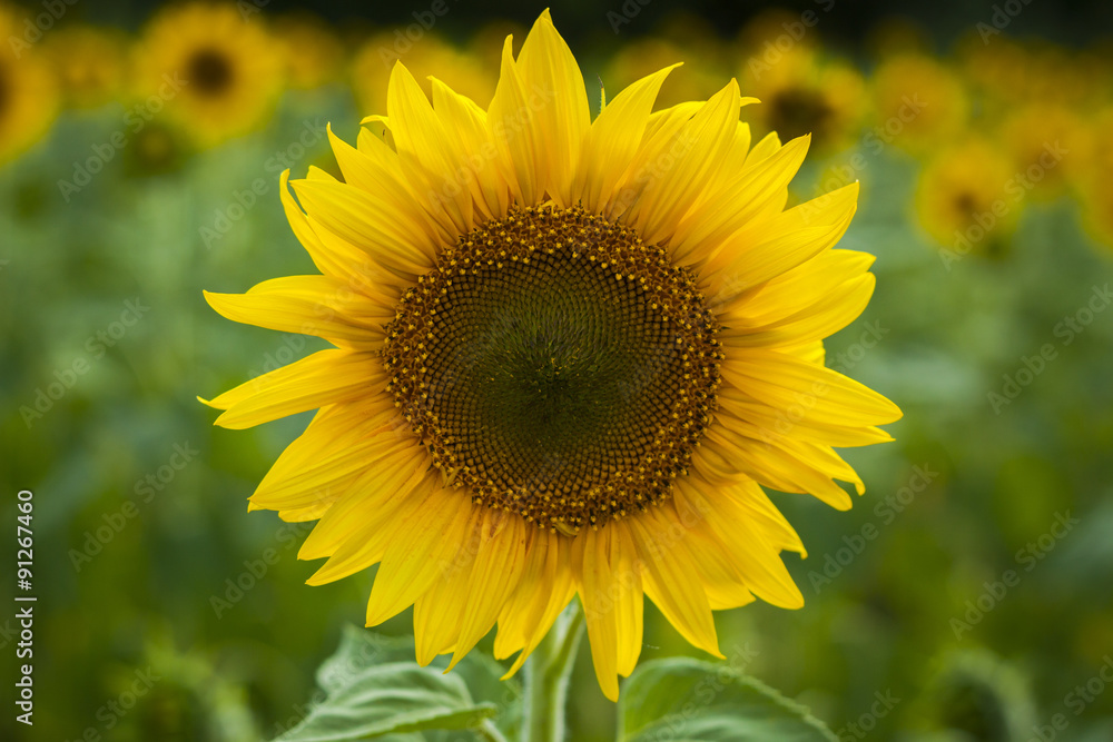 Sunflower head closeup Sunflower head closeup
