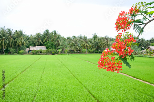 Green rice fieldd, Mekong Delta, Vietnam