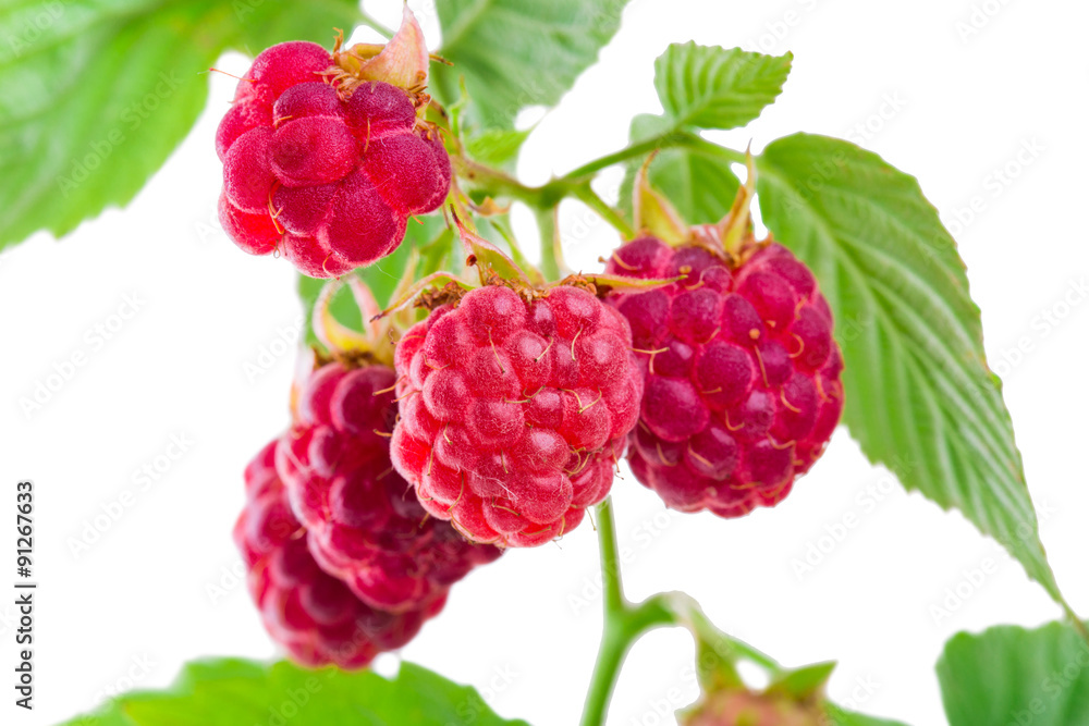ripe juice red berries on twig of raspberries isolated on white background shots in macro lens close-up ripe juice red berries on twig of raspberries isolated on white background shots in macro lens close-up