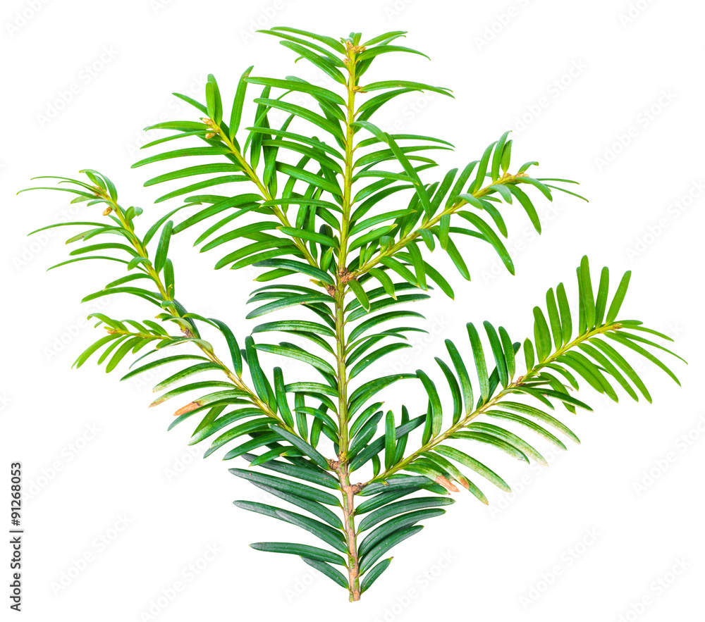 yew twig isolated on white background yew twig isolated on white background