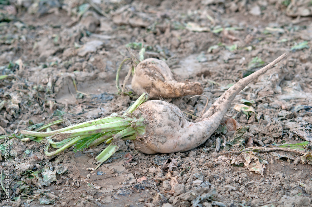 Obraz premium sugar beet harvest