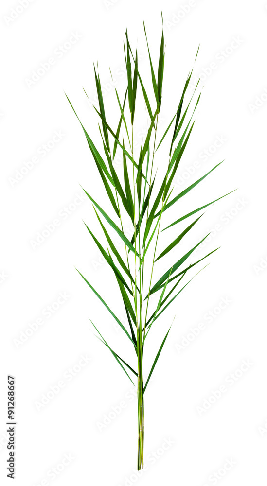 Fototapeta premium green cane stalks isolated on white background