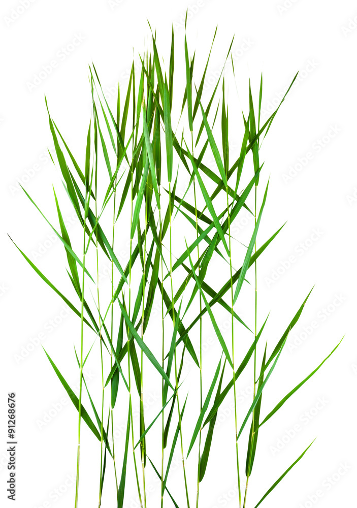 green cane stalks isolated on white background green cane stalks isolated on white background
