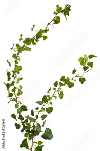sprig of ivy with green leaves on a white background