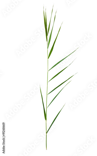 green cane stalks isolated on white background