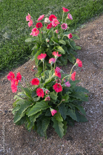 Fototapeta Naklejka Na Ścianę i Meble -  Red Gerber Flowers