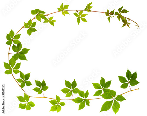 sprig of wild grape with green leaves on a white background