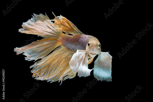 yellow and White siamese fighting fish, betta fish isolated on b