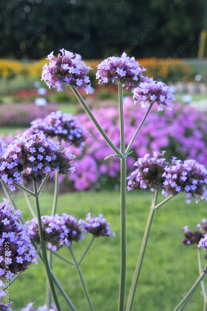 Obraz premium Verbena - Meteor Shower