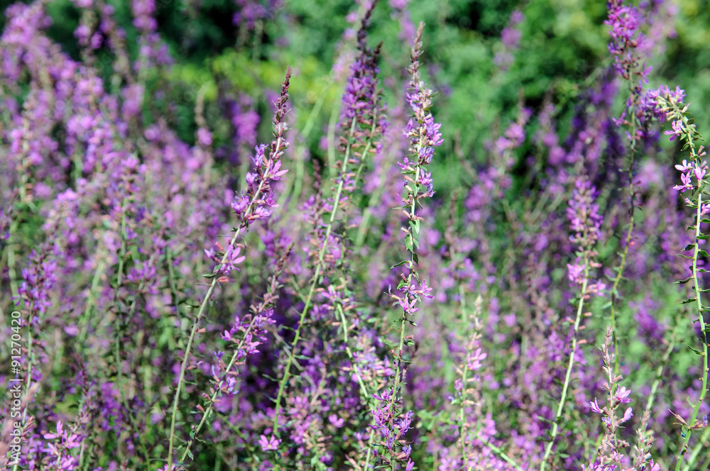 Fototapeta premium flowerbed of pink flower in garden