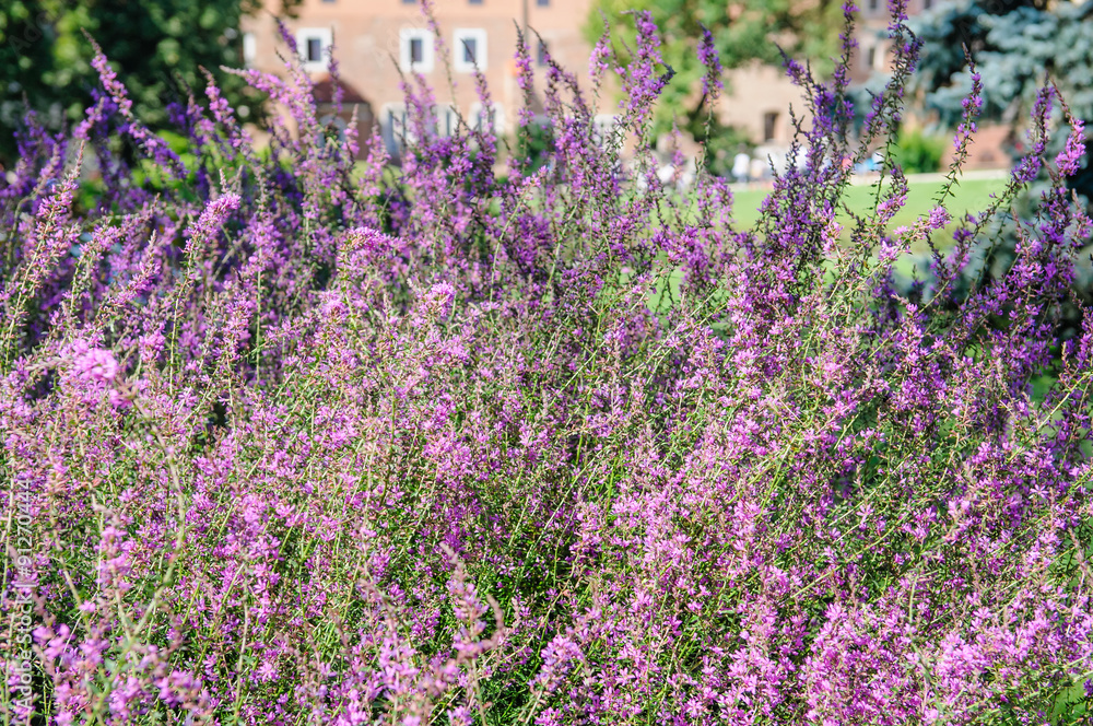 Naklejka premium flowerbed of pink flower in garden