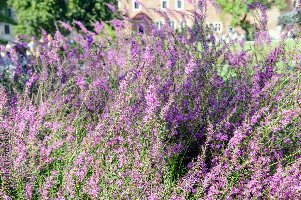 Obraz premium flowerbed of pink flower in garden
