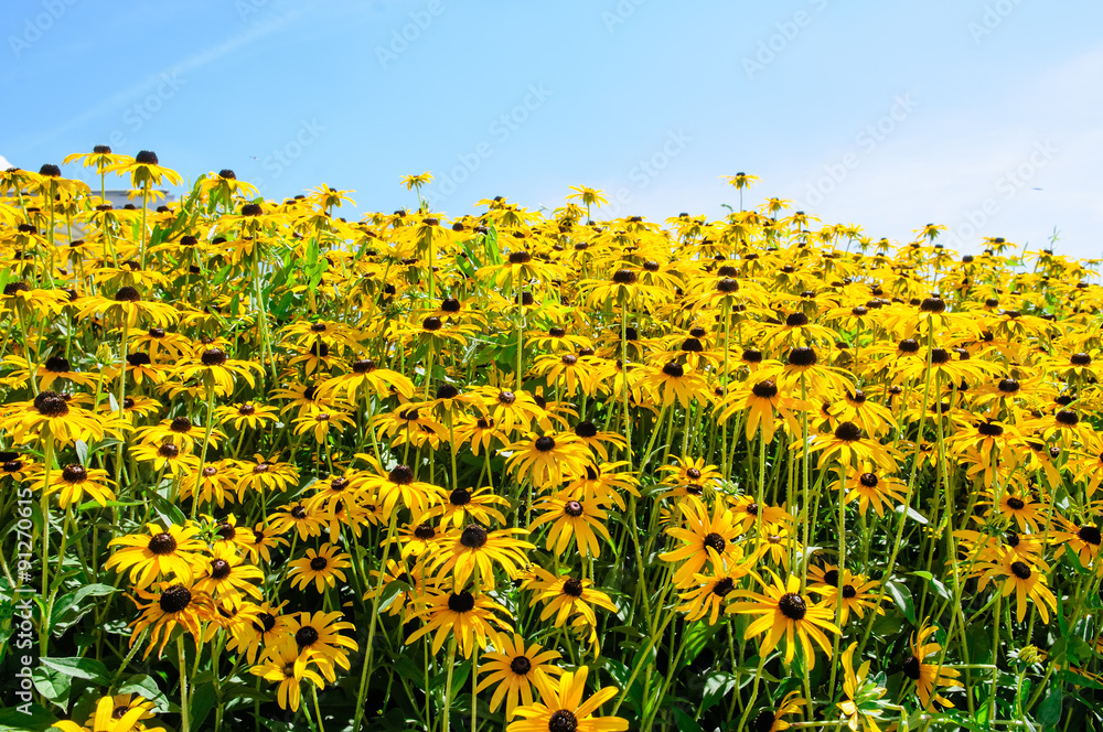 Fototapeta premium Rudbeckia bush