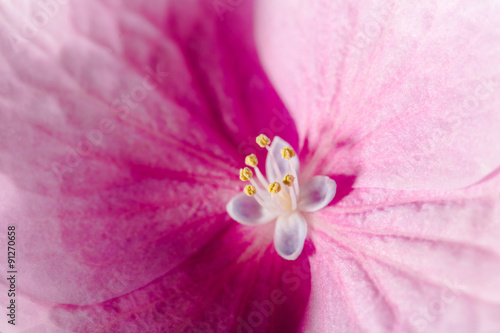 pink hydrangea flower macro lens shot