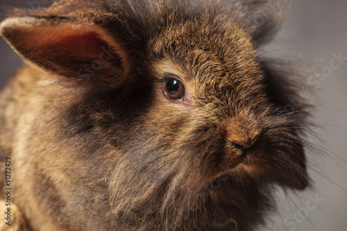 Close up picture of a brown lion head rabbit bunny