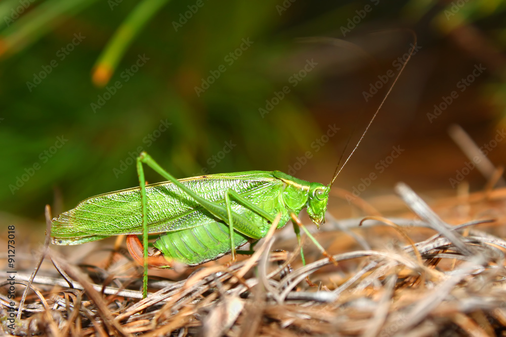 Fork-tailed Bush Katydid (Scudderia furcata) Fork-tailed Bush Katydid (Scudderia furcata)