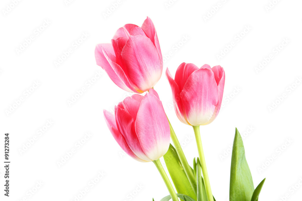 Pink tulips on white background Pink tulips on white background
