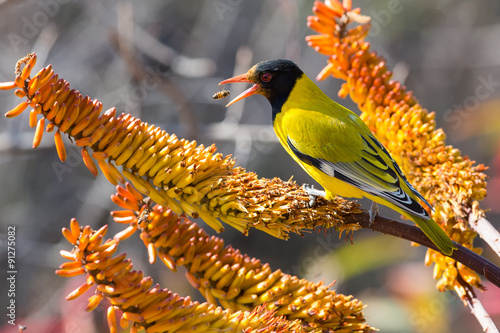 Φωτογραφία Black-headed oriole sitting on yellow aloe catch bees.